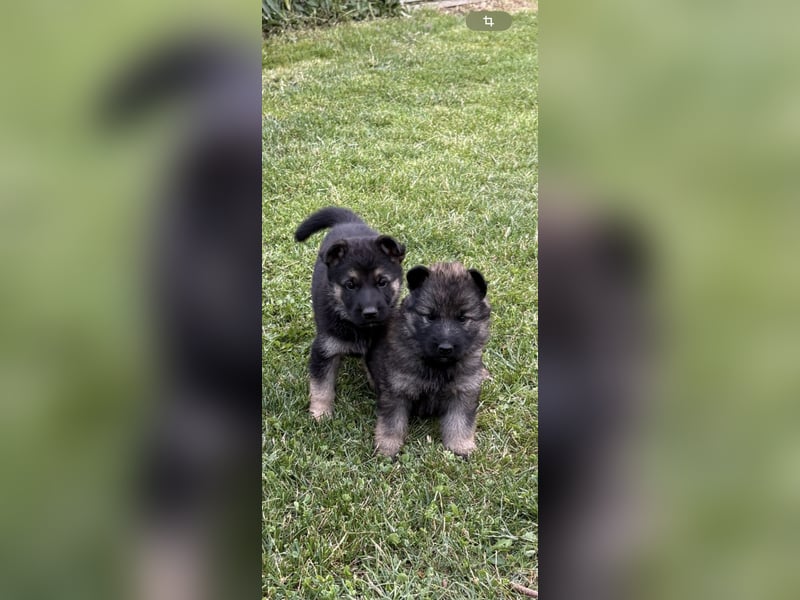 Verkaufe Deutsche Schäferhundwelpen