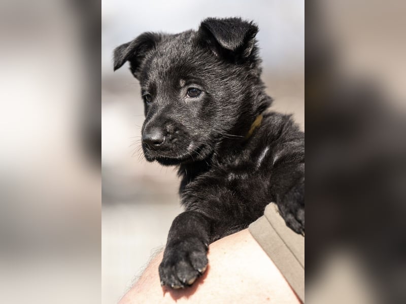 Deutsche Schäferhündin, 8 Wochen