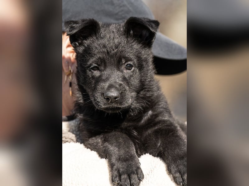 Deutsche Schäferhündin, 8 Wochen