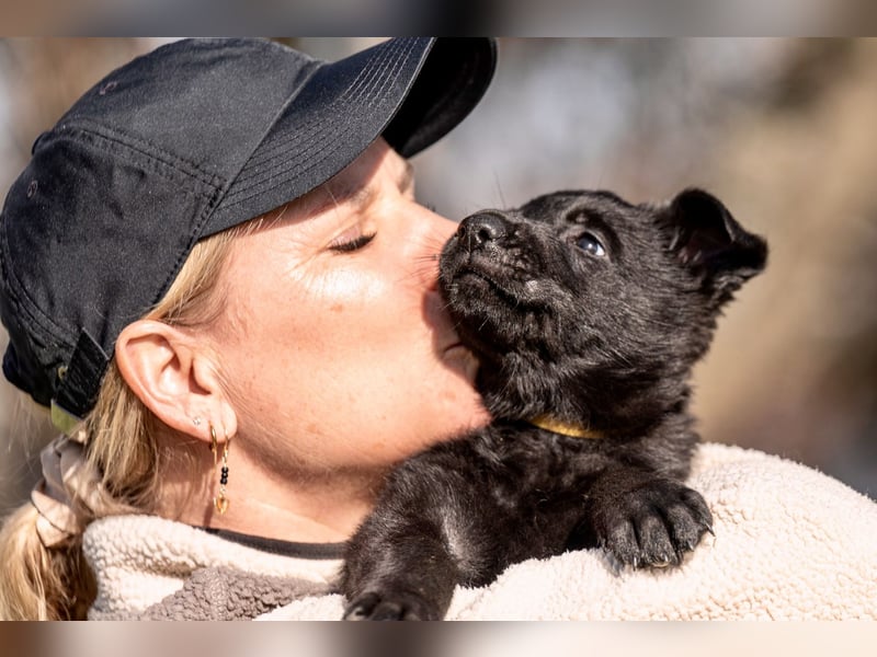 Deutsche Schäferhündin, 8 Wochen