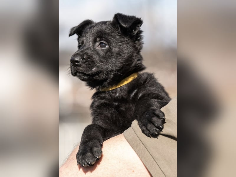 Schäferhundwelpe weiblich, 8 Wochen