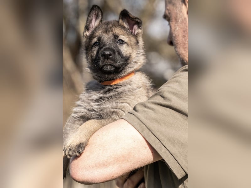 Deutsche Schäferhündin, 8 Wochen