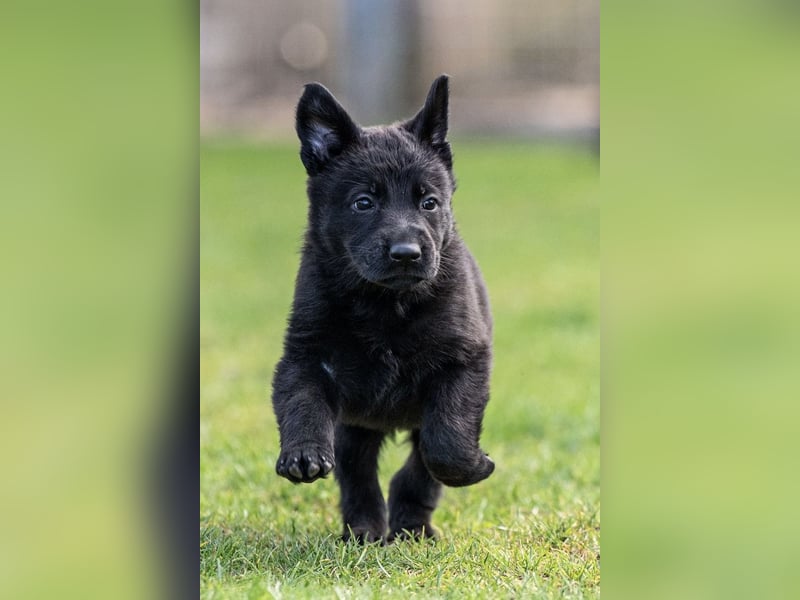 Schäferhundwelpe weiblich, 8 Wochen