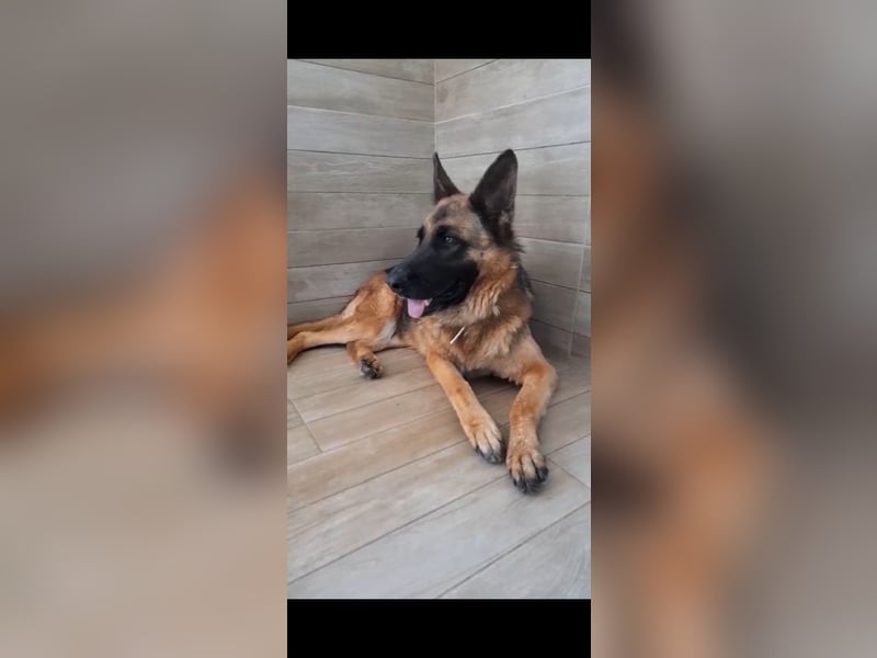Lola sucht ihre zweite Chance – ein liebevolles Zuhause❤️