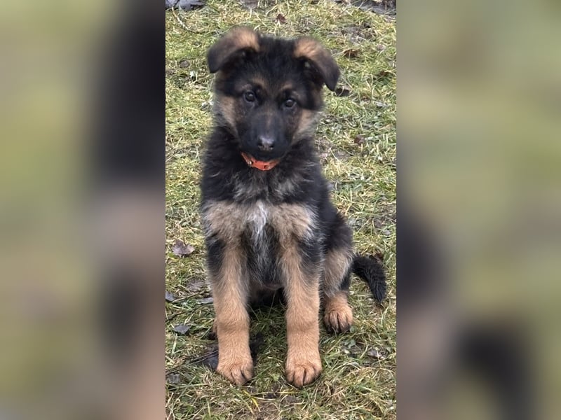 Deutscher Schäferhund Welpen