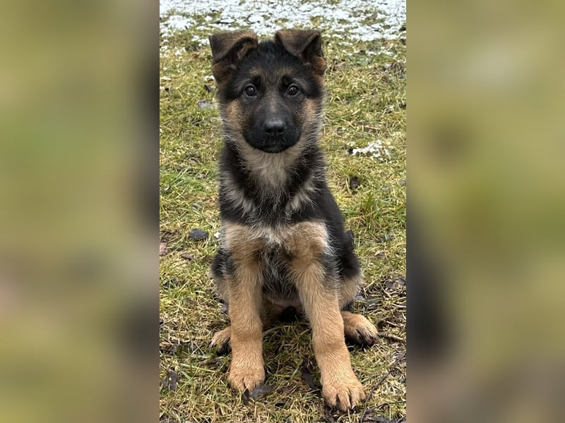 Deutscher Schäferhund Welpen