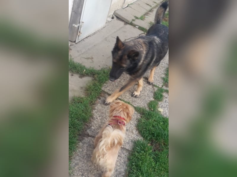 Treue Schäferhunddame sucht eine erfahrene Familie