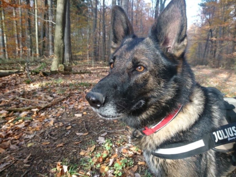 Treue Schäferhunddame sucht eine erfahrene Familie