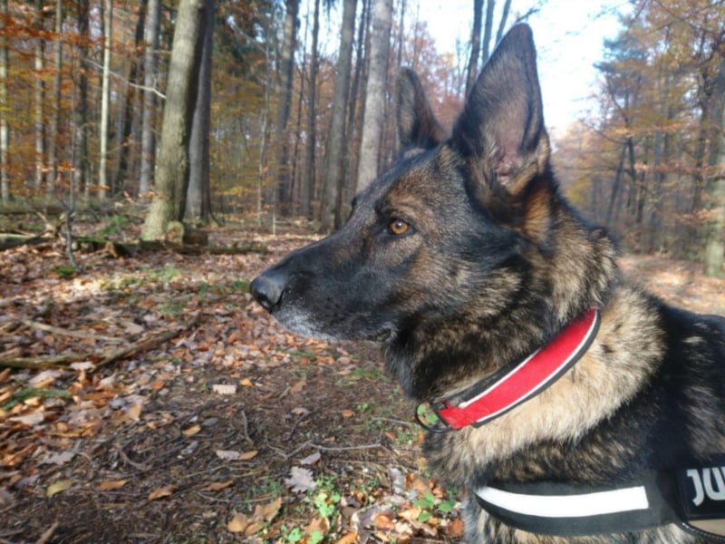 Treue Schäferhunddame sucht eine erfahrene Familie