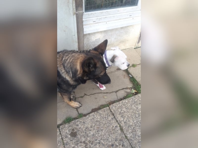 Treue Schäferhunddame sucht eine erfahrene Familie