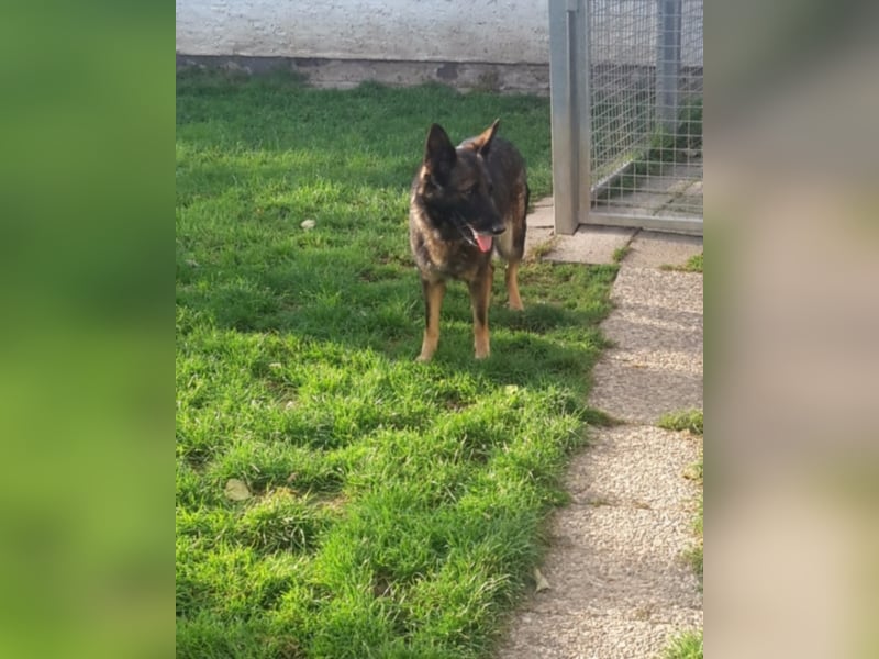 Treue Schäferhunddame sucht eine erfahrene Familie