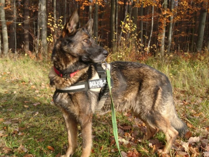 Treue Schäferhunddame sucht eine erfahrene Familie