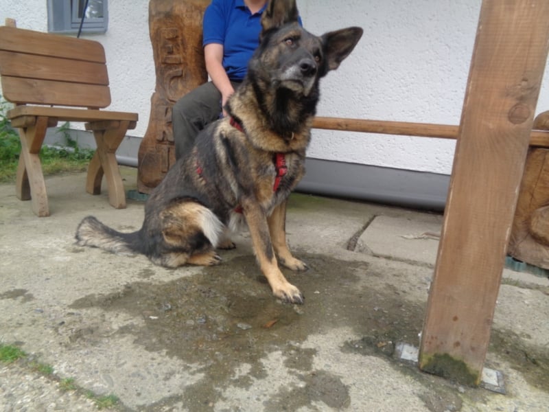 Treue Schäferhunddame sucht eine erfahrene Familie