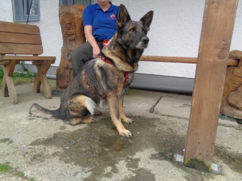 Treue Schäferhunddame sucht eine erfahrene Familie