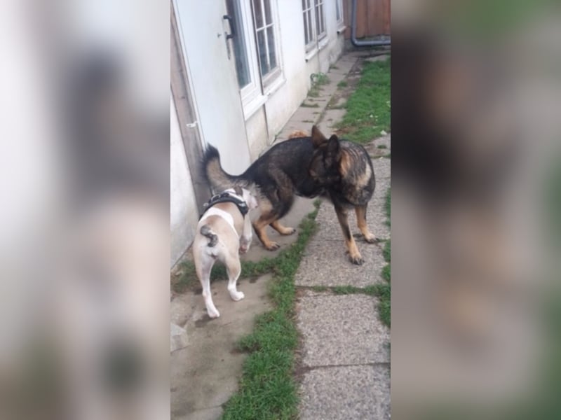 Treue Schäferhunddame sucht eine erfahrene Familie