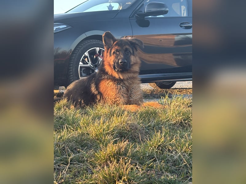 Deutscher Schäferhund