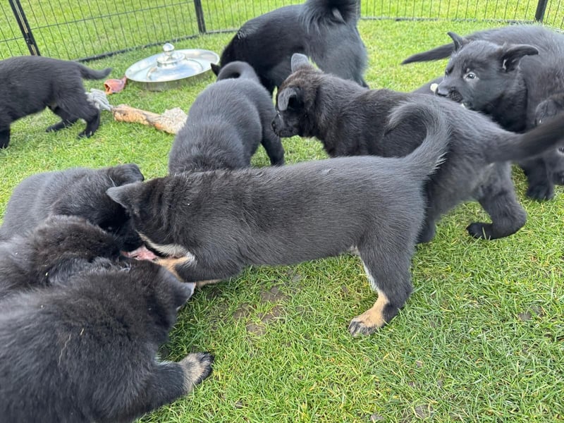 Schäferhund Welpen, mit Papiere vom Verein für deutsche Schäferhunde