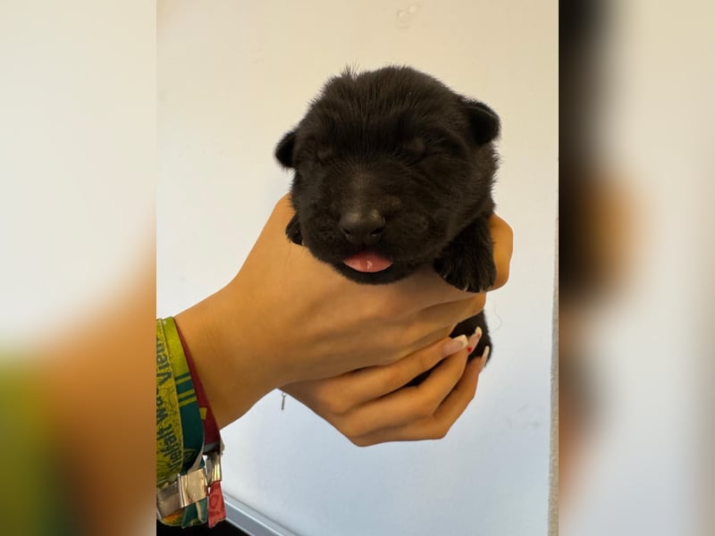 Schäferhund Welpen, mit Papiere vom Verein für deutsche Schäferhunde