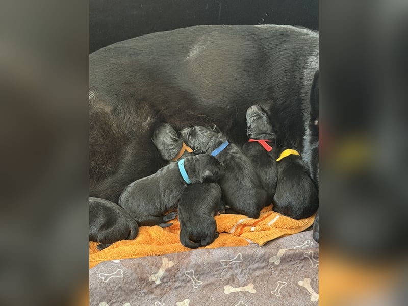 Schäferhund Welpen, mit Papiere vom Verein für deutsche Schäferhunde