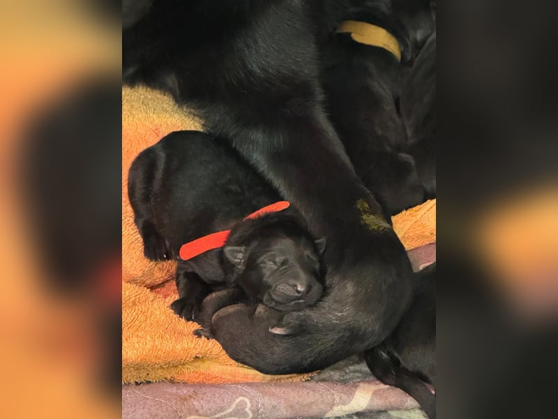 Schäferhund Welpen, mit Papiere vom Verein für deutsche Schäferhunde