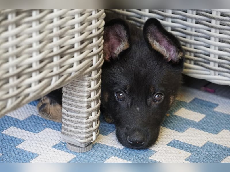 Topverpaarung Deutscher Schäferhund Welpen reinrassig Leistungslinie DDR HD/ED frei!