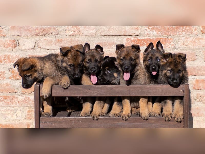 Topverpaarung Deutscher Schäferhund Welpen reinrassig Leistungslinie DDR HD/ED frei!