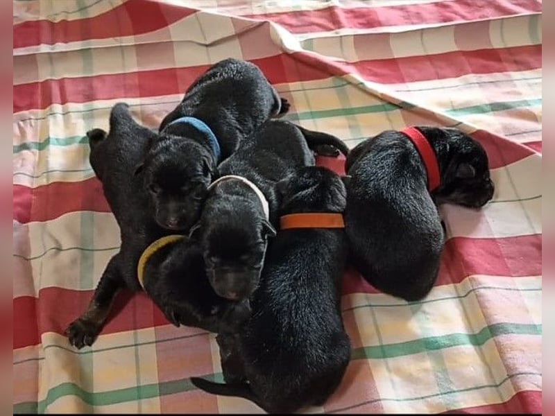 Topverpaarung Deutscher Schäferhund Welpen reinrassig Leistungslinie DDR HD/ED frei!