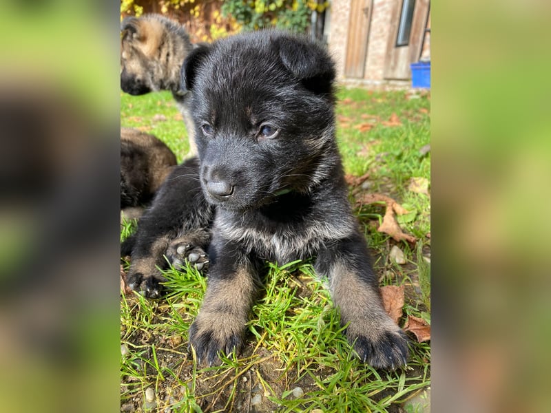 Topverpaarung Deutscher Schäferhund Welpen reinrassig Leistungslinie DDR HD/ED frei!
