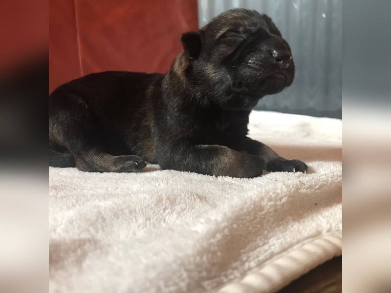 Topverpaarung Deutscher Schäferhund Welpen reinrassig Leistungslinie DDR HD/ED frei!