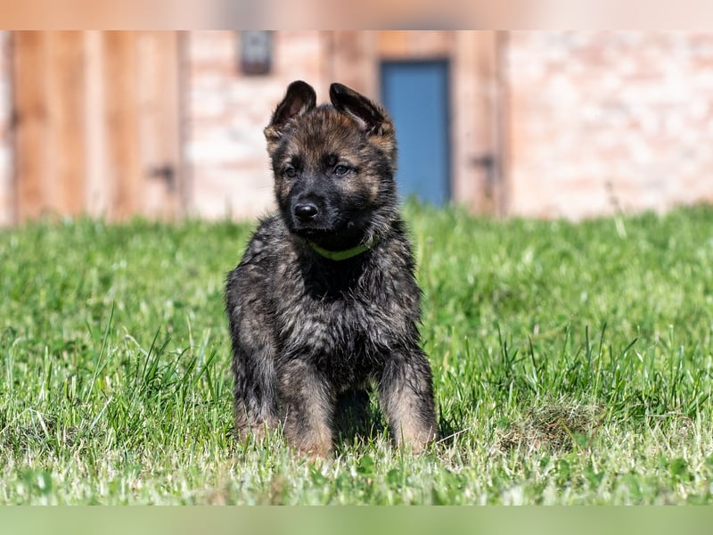 Topverpaarung Deutscher Schäferhund Welpen reinrassig Leistungslinie DDR HD/ED frei!