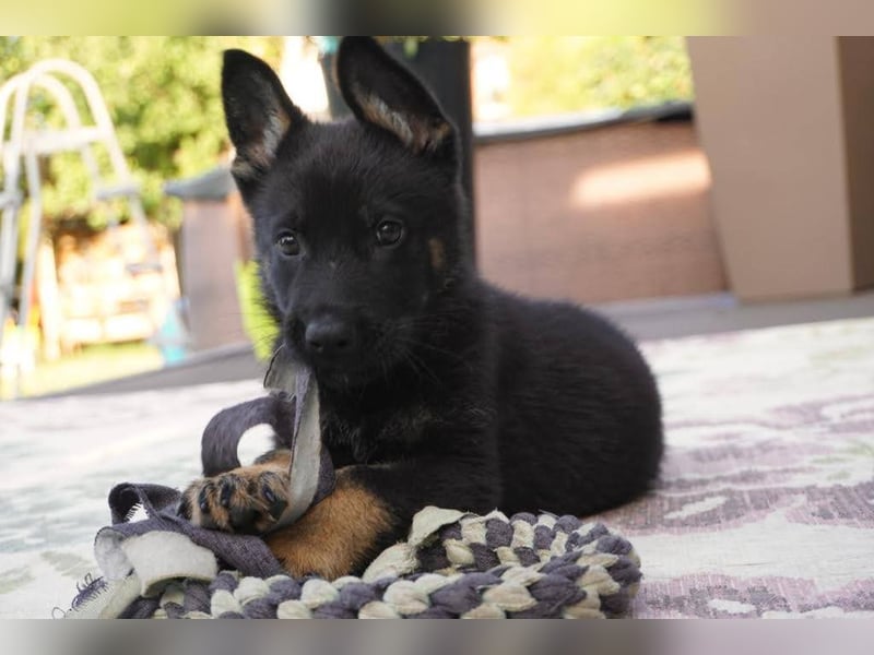 Topverpaarung Deutscher Schäferhund Welpen reinrassig Leistungslinie DDR HD/ED frei!