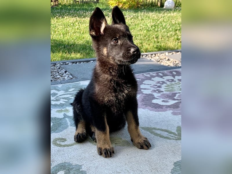 Topverpaarung Deutscher Schäferhund Welpen reinrassig Leistungslinie DDR HD/ED frei!