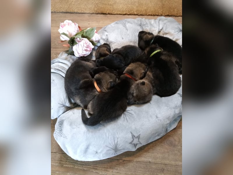Topverpaarung Deutscher Schäferhund Welpen reinrassig Leistungslinie DDR HD/ED frei!