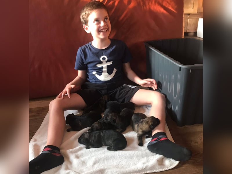 Topverpaarung Deutscher Schäferhund Welpen reinrassig Leistungslinie DDR HD/ED frei!