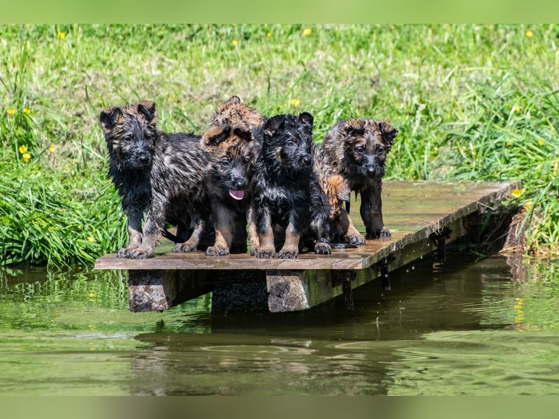 Topverpaarung Deutscher Schäferhund Welpen reinrassig Leistungslinie DDR HD/ED frei!