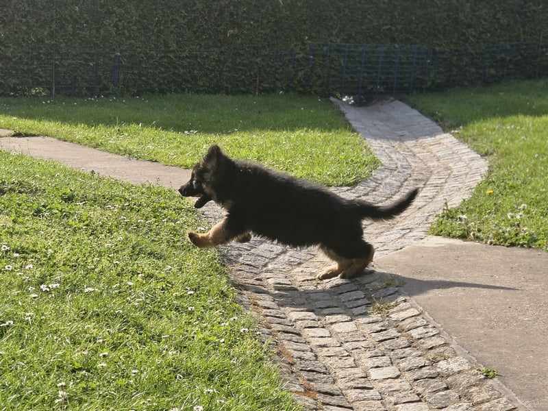 Schäferhund Rüde