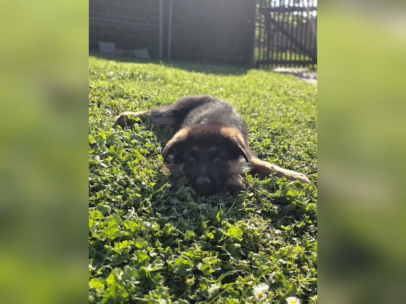 Schäferhund-Welpen abzugeben