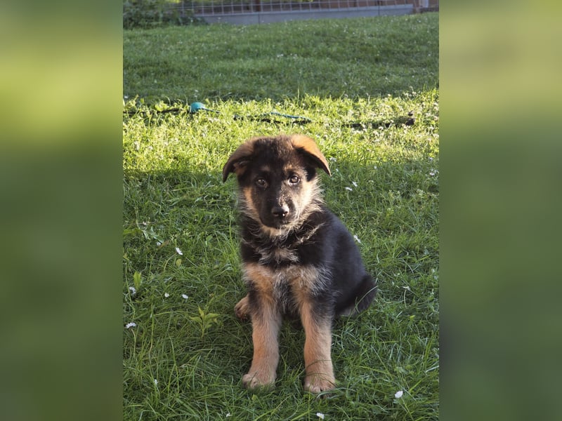 Schäferhund-Welpen abzugeben