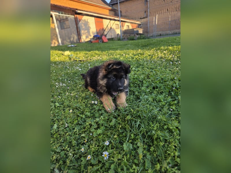 Schäferhund Rüde