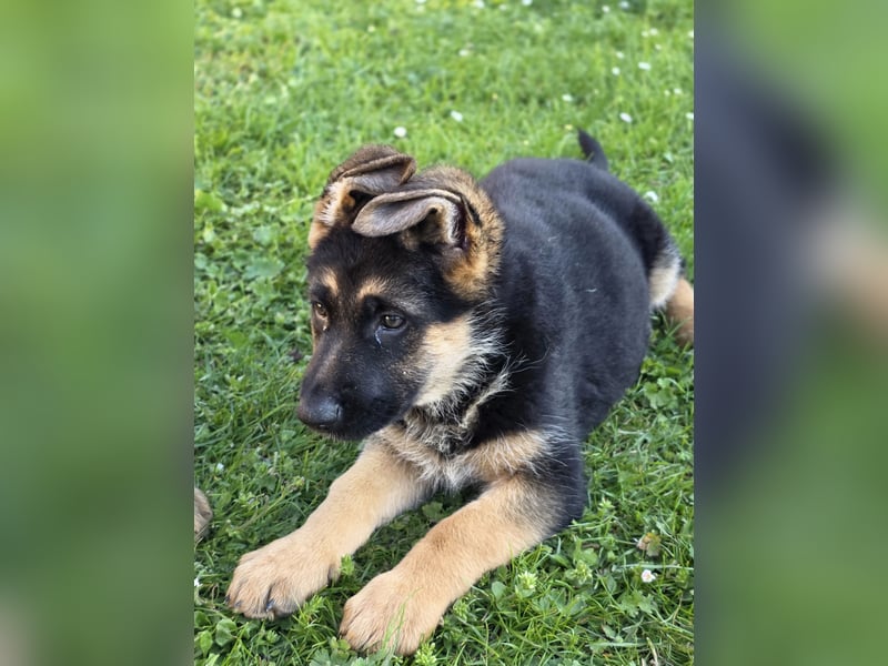 Schäferhund-Welpen abzugeben
