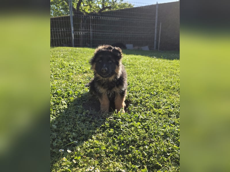 Schäferhund Rüde
