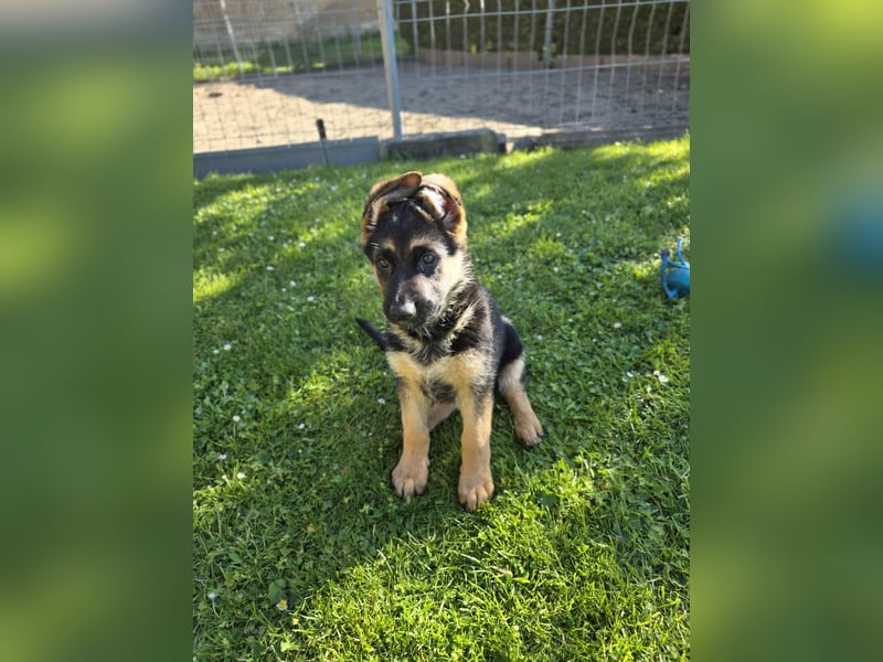 Schäferhund-Welpen abzugeben