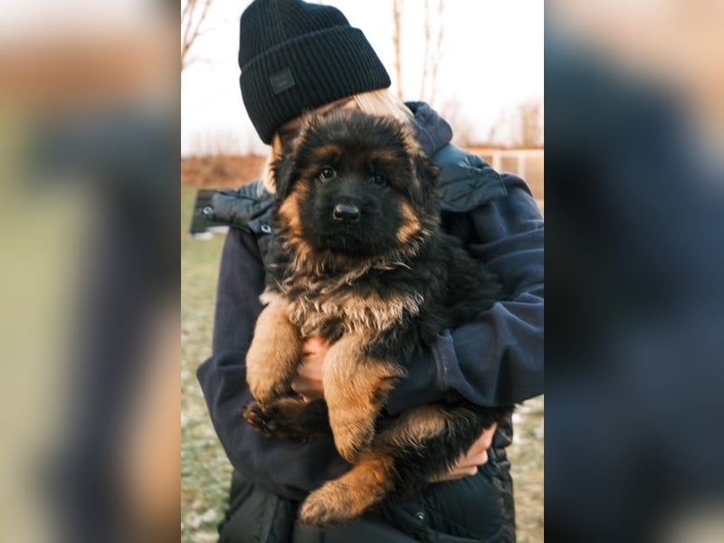 2 Hündinnenwelpen aus gesunden Eltern