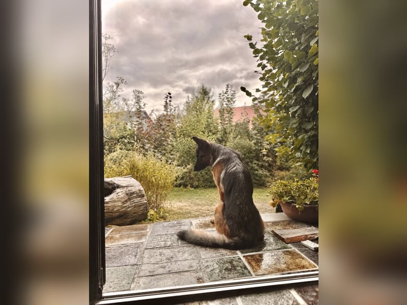 Deutscher Schäferhund (Hündin) 3 Jahre