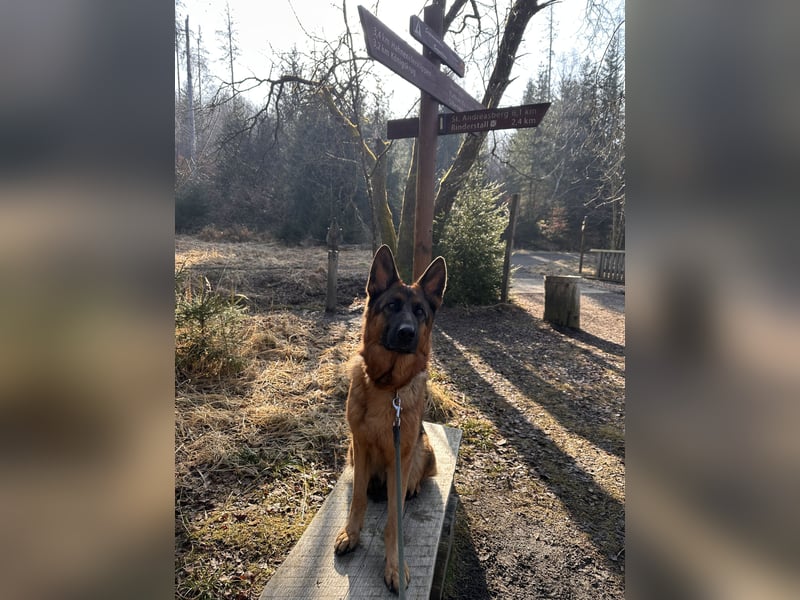 Deutscher Schäferhund (Hündin) 3 Jahre