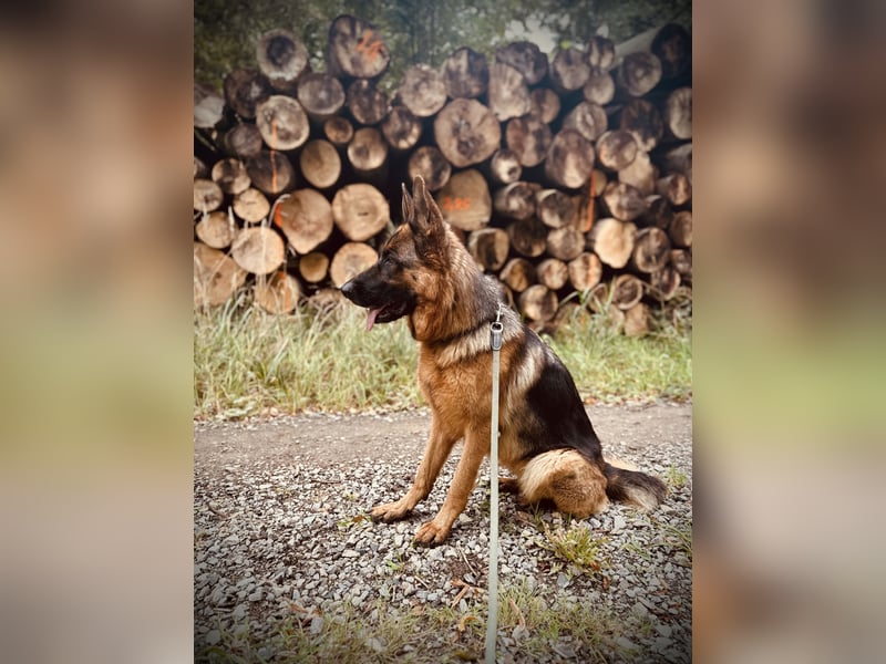 Deutscher Schäferhund (Hündin) 3 Jahre