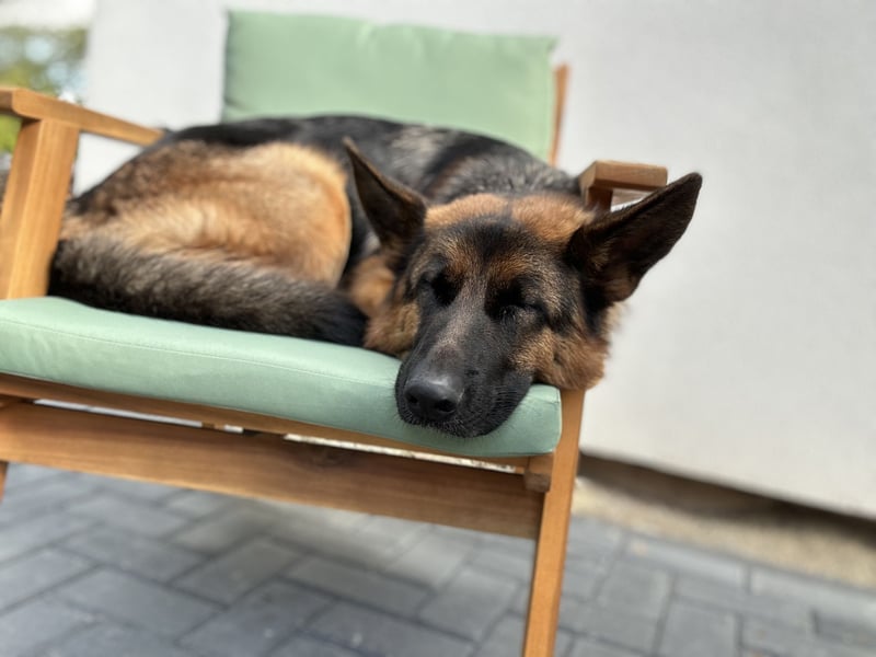 Deutscher Schäferhund (Hündin) 3 Jahre