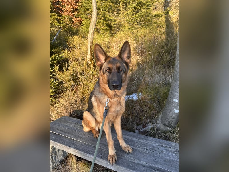 Deutscher Schäferhund (Hündin) 3 Jahre