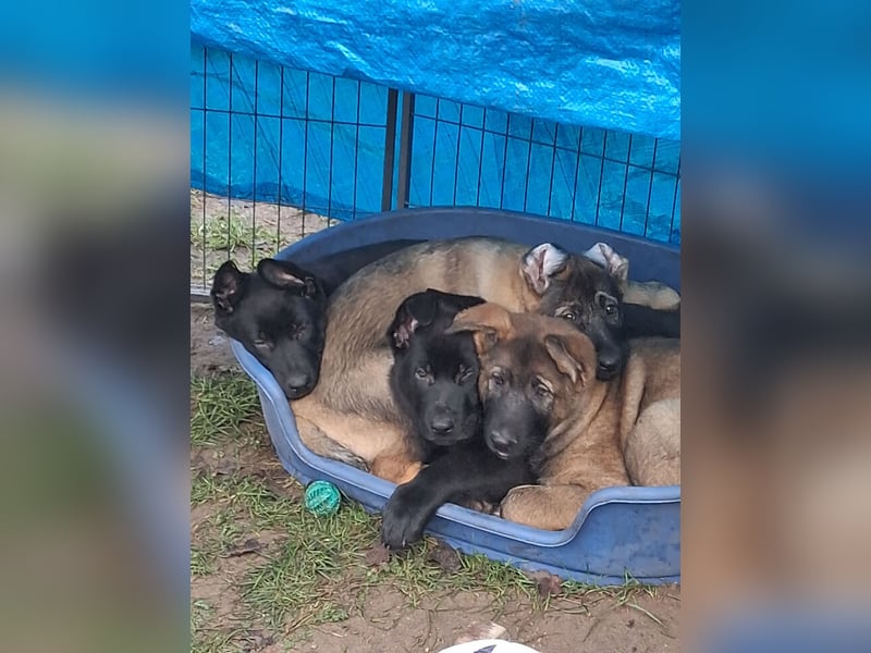 Schwarzer Schäferhundrüde-Welpe aus Körzucht vom Satansthron