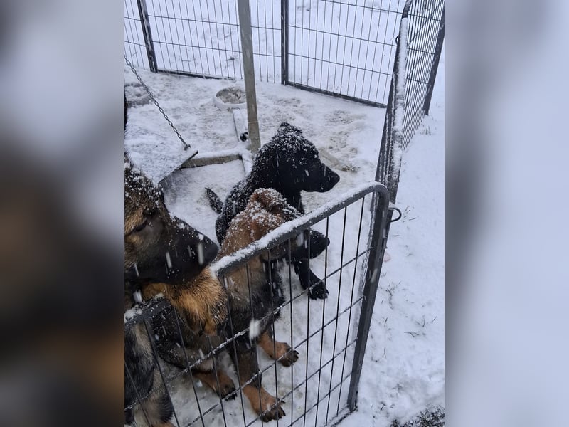 Schwarzer Schäferhundrüde-Welpe aus Körzucht vom Satansthron